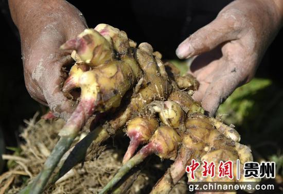 致富生姜种植故事视频_种植生姜致富故事_致富生姜种植故事简介