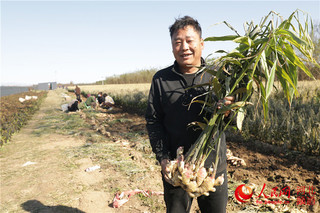 致富经生姜种植视频_致富生姜种植故事视频_种植生姜致富故事