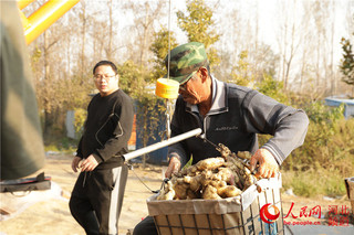 种植生姜致富故事_致富经生姜种植视频_致富生姜种植故事视频