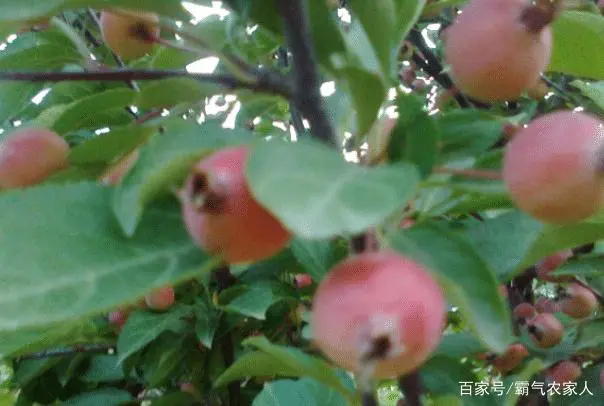 海棠致富种植技术视频_海棠种植怎么致富_海棠致富种植方法