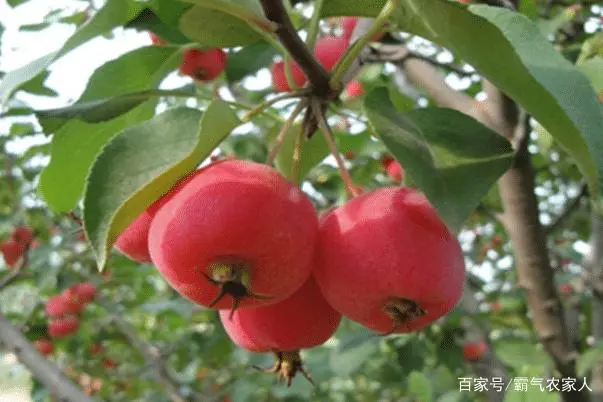 海棠种植怎么致富_海棠致富种植技术视频_海棠致富种植方法