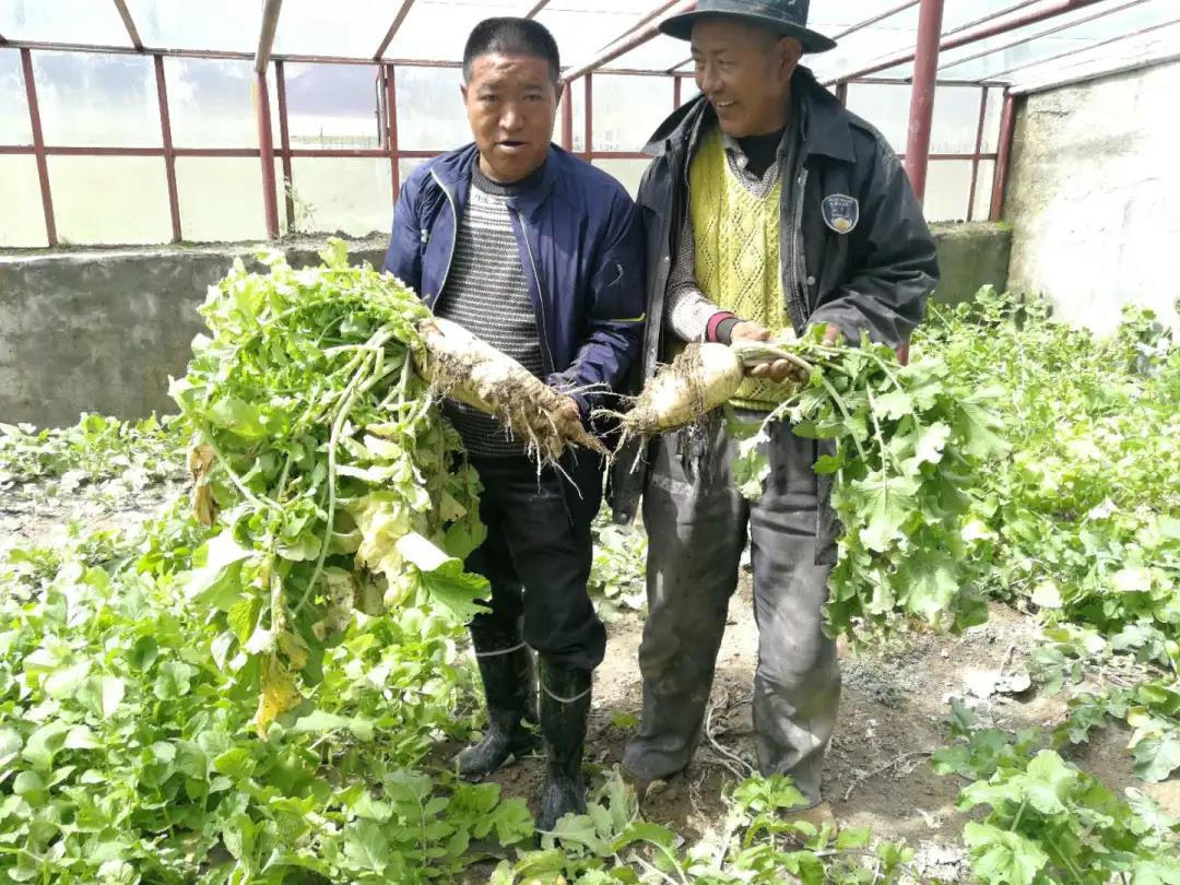 种植牧草致富新闻_致富经牧草种植视频_致富经牧草养猪