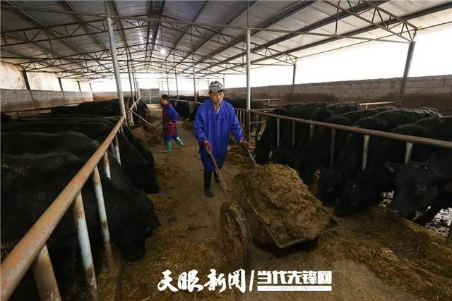 牛粪养殖致富视频_牛粪养什么最挣钱_如何用牛粪养猪视频