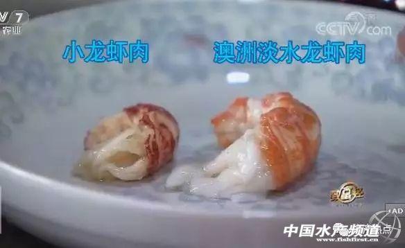 澳洲淡水龙虾苗致富经_致富澳洲苗龙虾淡水还是海水_澳洲淡水龙虾致富经