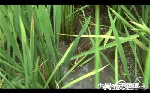 致富澳洲苗龙虾淡水还是海水_澳洲淡水龙虾致富经_澳洲淡水龙虾苗致富经