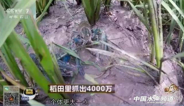 澳洲淡水龙虾致富经_澳洲淡水龙虾苗致富经_致富澳洲苗龙虾淡水还是海水