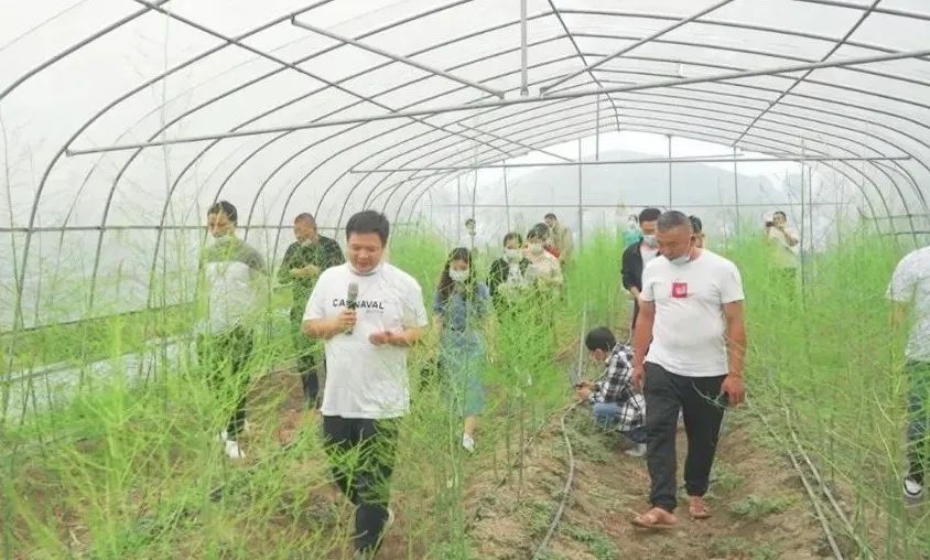 中央七套致富经种芦笋_芦笋种植骗局致富_种植芦笋赚钱吗