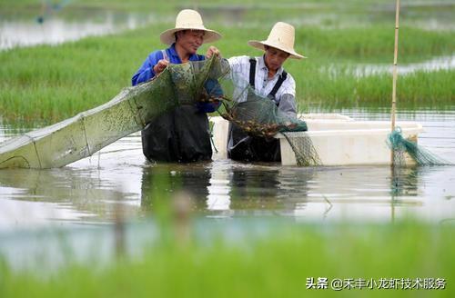 他把小龙虾和这个东西一起养，结果年入数十万元