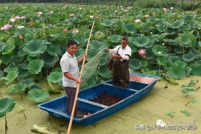 澳洲淡水龙虾苗价格最新_致富澳洲苗龙虾淡水还是海水_澳洲淡水龙虾苗致富经