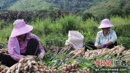 种植生姜致富故事_致富生姜种植故事简介_致富经生姜种植视频