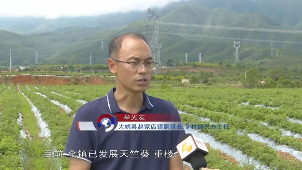 农村致富项目种植业_种植基地致富增收_农村致富新项目种植业