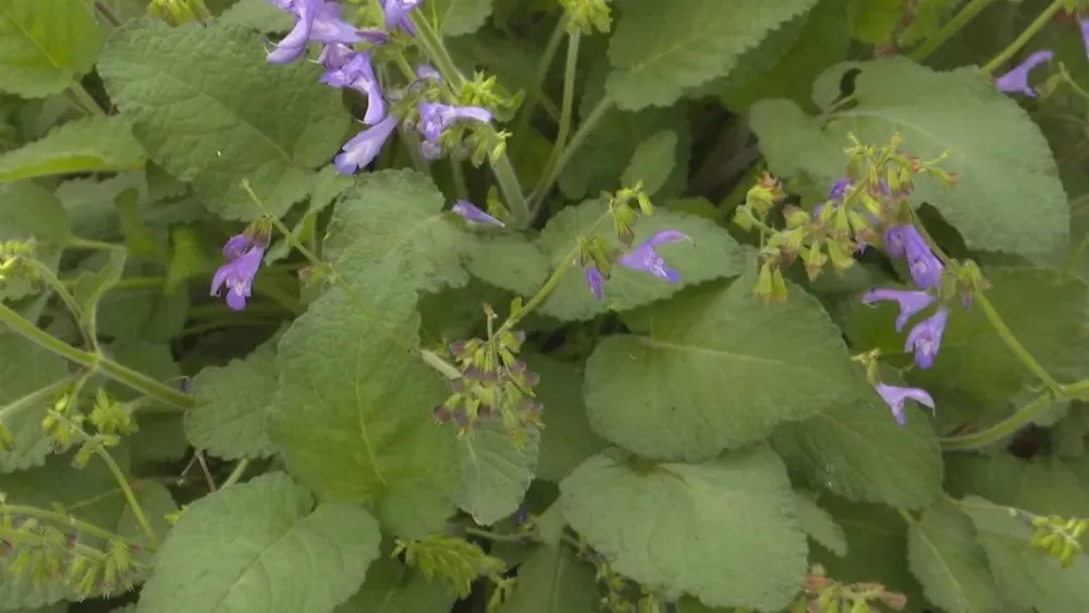 农村致富项目种植业_种植基地致富增收_农村致富新项目种植业