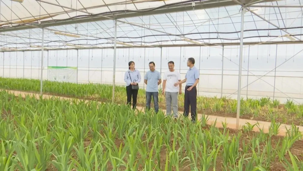 种植基地致富增收_农村致富项目种植业_农村致富新项目种植业