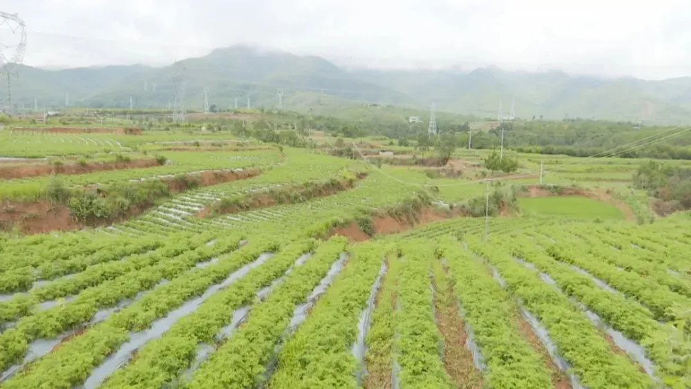 农村致富新项目种植业_农村致富项目种植业_种植基地致富增收