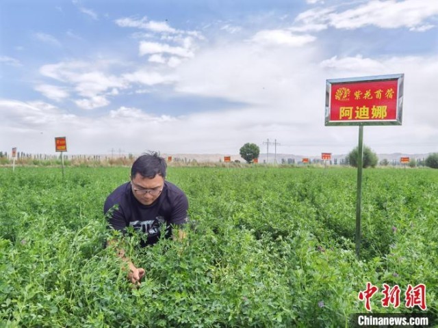 致富经牧草种植视频_新闻致富种植牧草视频_种植牧草致富新闻