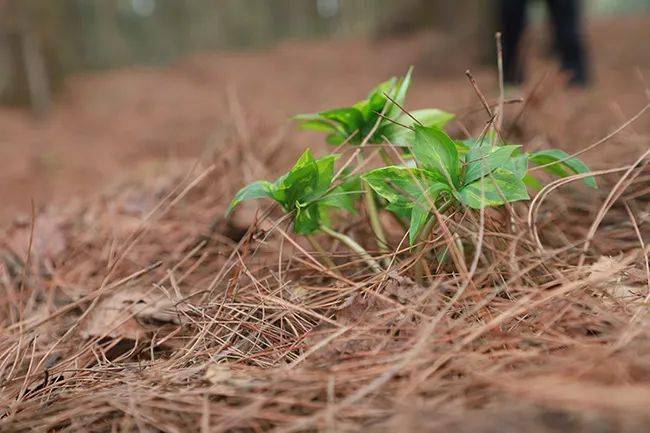 种植致富业_农村致富新项目种植业_种植基地致富增收