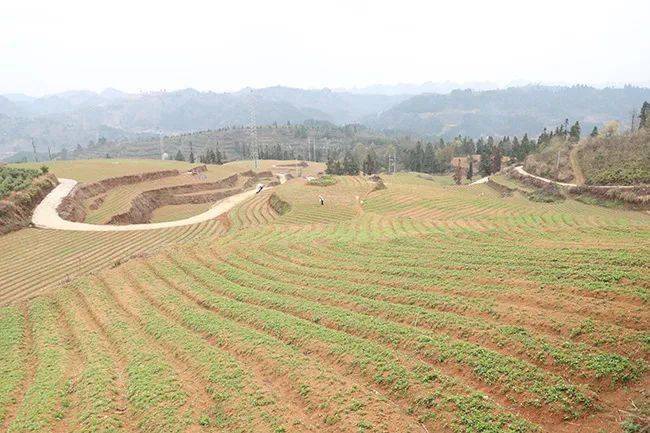 种植基地致富增收_种植致富业_农村致富新项目种植业