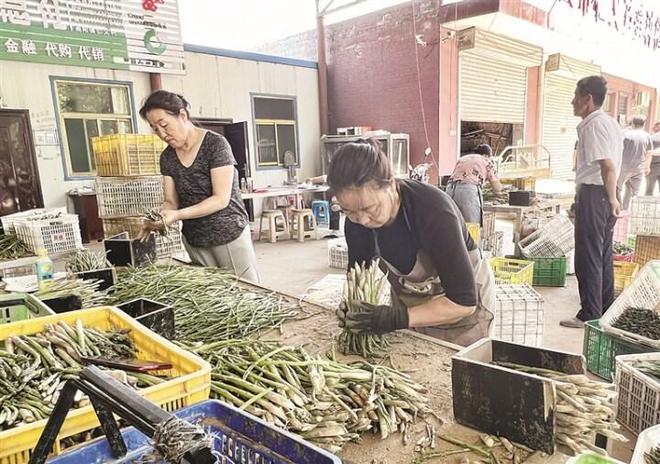 芦笋种植地方_致富经芦笋种植地区_芦笋种植基地