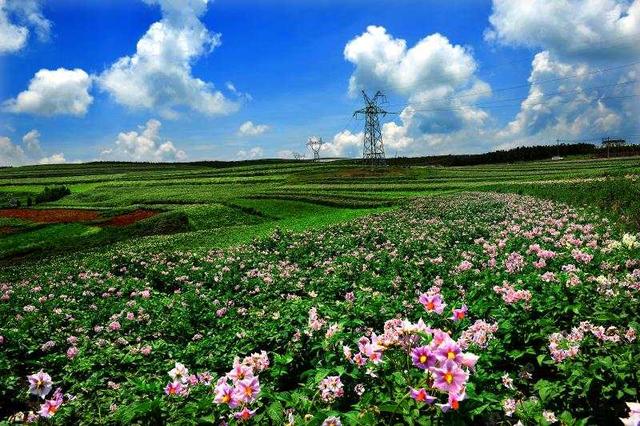 种植基地致富增收_农村致富项目种植业_农村致富新项目种植业