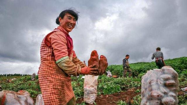 农村致富新项目种植业_种植基地致富增收_农村致富项目种植业