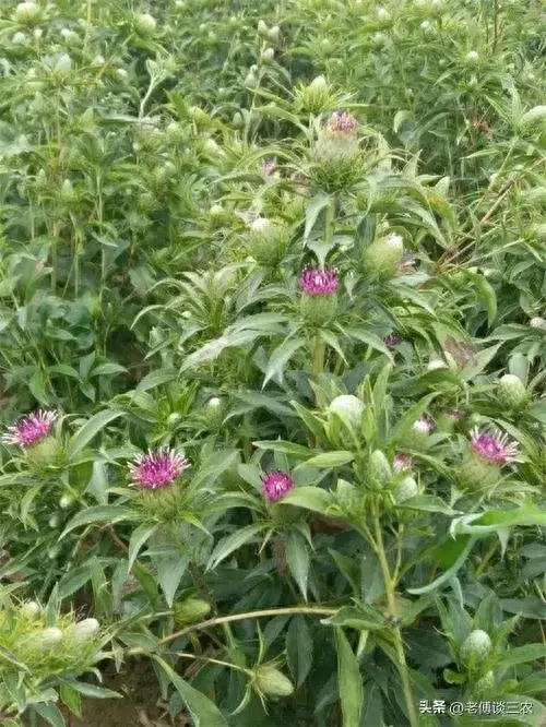 种植白术施什么肥料最好_白术种植施肥技术_白术施肥管理