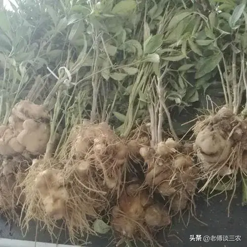 白术施肥管理_种植白术施什么肥料最好_白术种植施肥技术