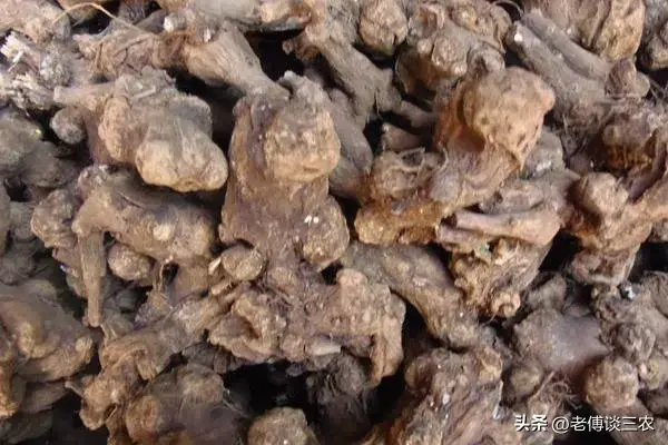 种植白术施什么肥料最好_白术施肥管理_白术种植施肥技术