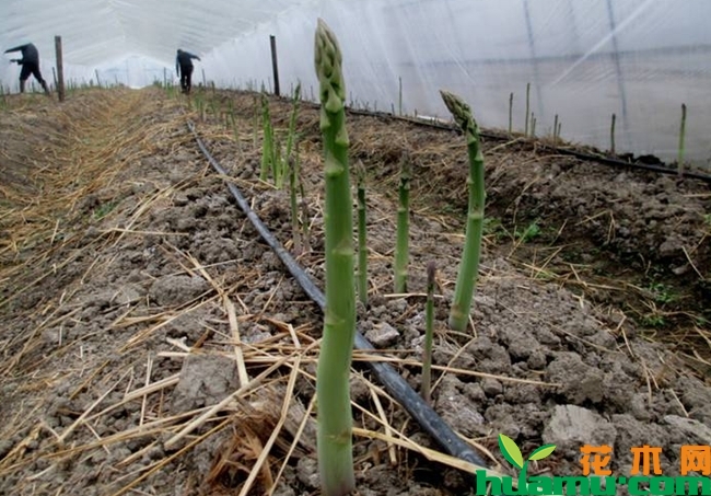 芦笋的种植方法