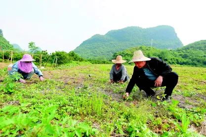 养殖蚯蚓加工技术有哪些_养殖蚯蚓新技术_蚯蚓养殖加工技术