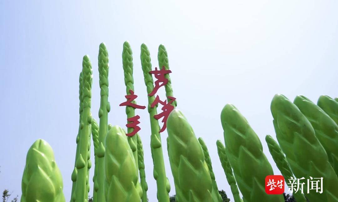 芦笋种植基地哪个地方最多_致富经芦笋种植地区_芦笋种植基地