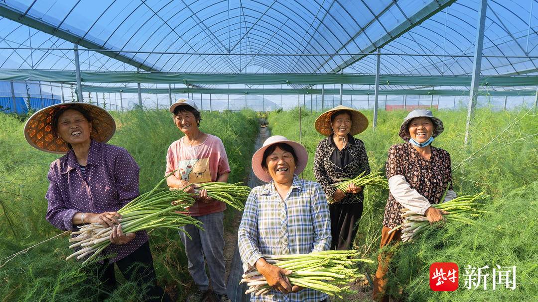 小小芦笋助村民实现家门口就业，为村民带来增收致富的喜悦。吴伟龙 朱信智 摄