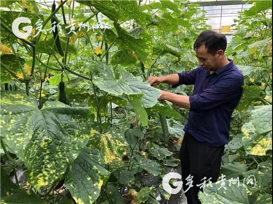 湖南钩藤种植致富_钩藤种植大户视频_钩藤种植技术视频