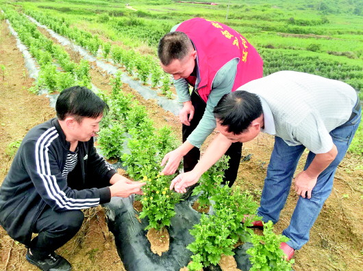 钩藤种植技术视频_钩藤种植大户视频_湖南钩藤种植致富