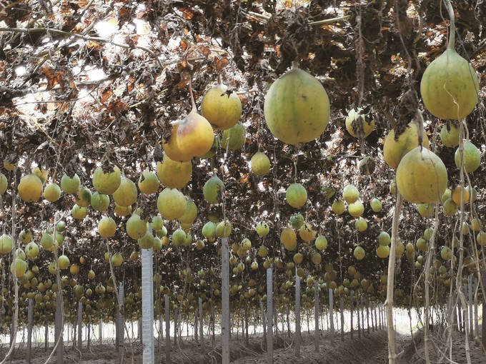 种植致富业_种植基地致富增收_农村致富种植项目