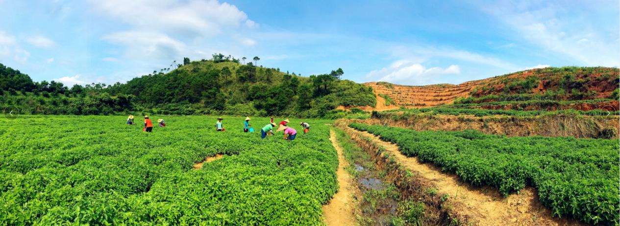 聘请当地村民进行凉粉草种植管理。