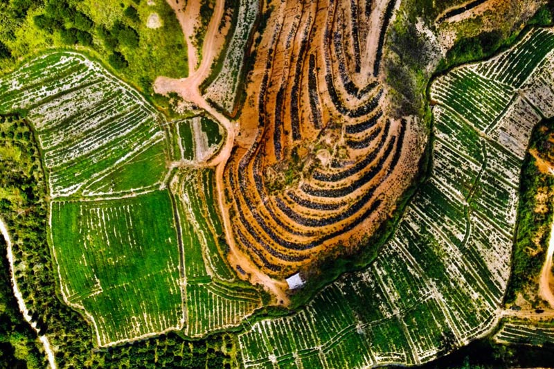 中药材种植基地航拍一角。