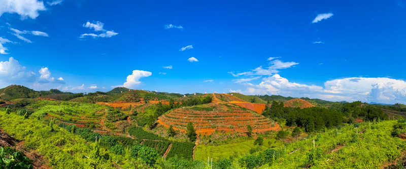 中药材种植基地一角实景。