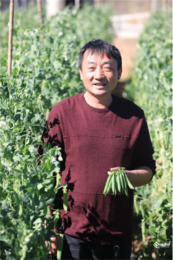 致富种植烤烟怎么样_种植烤烟致富_种植烤烟挣钱吗