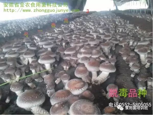 天麻种植技术方法视频_北天麻的种植技术_天麻种植方案