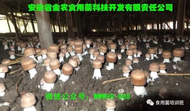 天麻种植方案_天麻种植技术方法视频_北天麻的种植技术