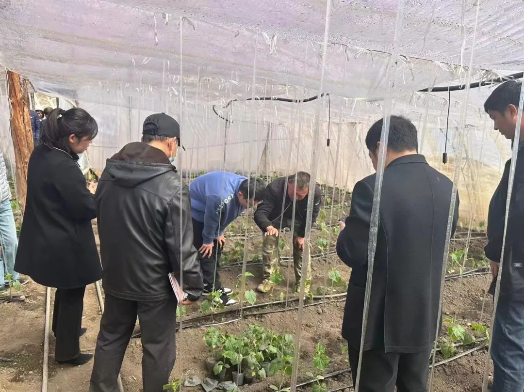 野鸡养殖技术和建棚_野鸡养殖技术和建棚_野鸡养殖技术和建棚