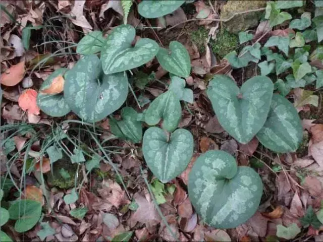 白术种植施肥技术_白术施肥管理_施肥种植白术技术要点