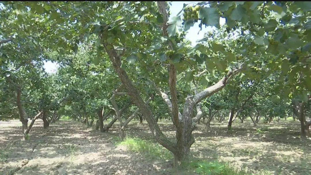 致富山楂种植技术视频_致富经山楂种植_致富山楂种植方法