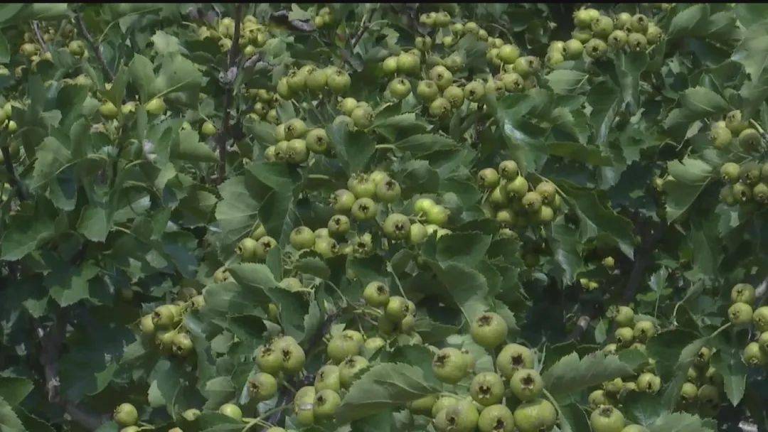 致富经山楂种植_致富山楂种植技术视频_致富山楂种植方法