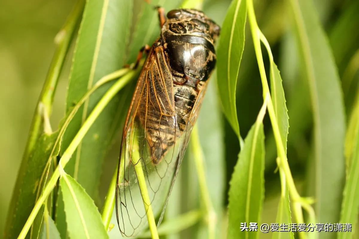 卖知了能挣钱？可别高兴太早