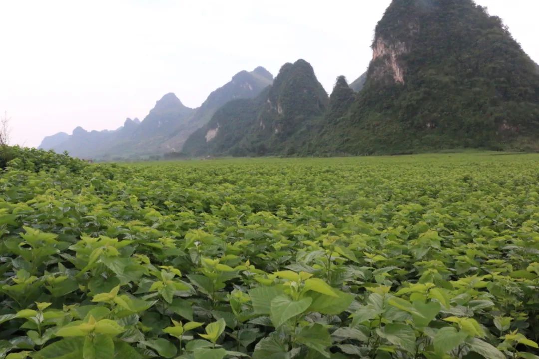 【产业扶贫巡礼之八】广西河池：狠抓示范推广  桑蚕助力脱贫