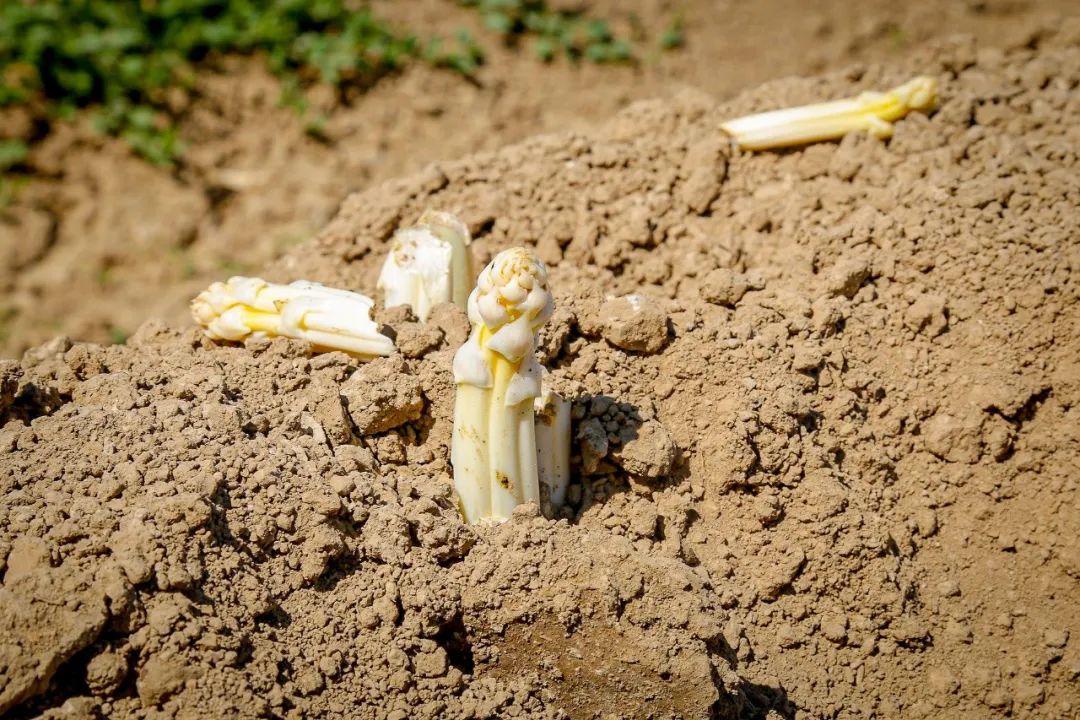 致富经芦笋种植地区_致富种植芦笋地区在哪里_芦笋种植基地