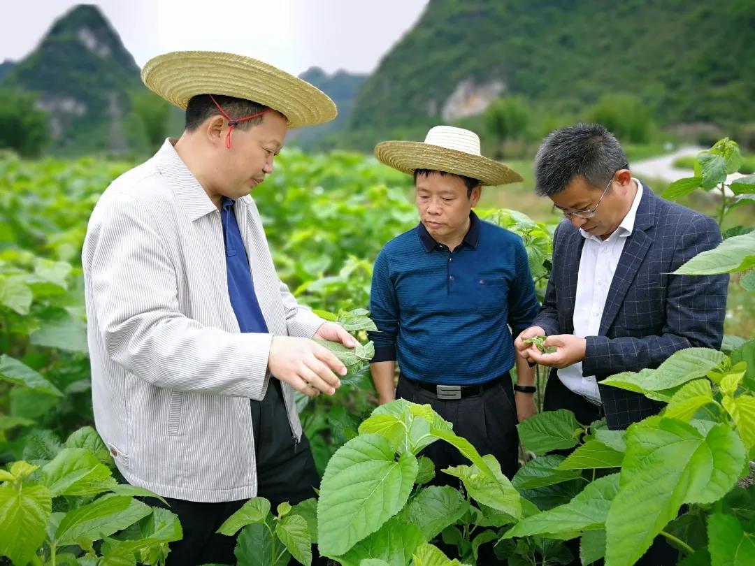 桑蚕养殖致富榜样_桑蚕养殖业_养殖桑蚕技术