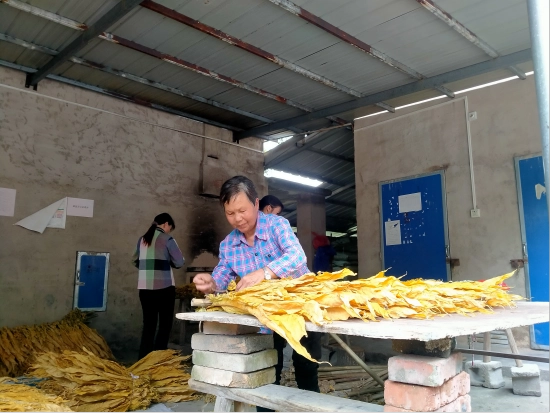 致富种植烤烟怎么样_种植烤烟挣钱吗_种植烤烟致富