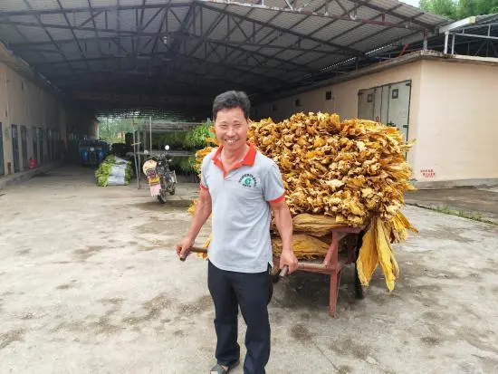 种植烤烟挣钱吗_致富种植烤烟怎么样_种植烤烟致富